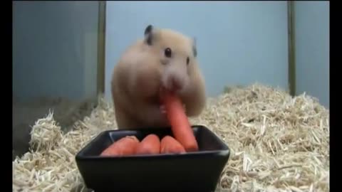 Funny video pets and wild animals