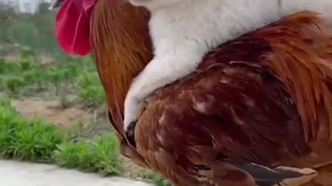 Resourceful puppy riding a cockerel