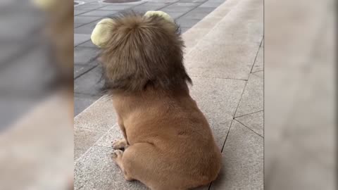 Have a simple birthday for your dog,The dog wears a bib like a lion,Puppies are so cute