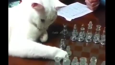 Caty Playing Chess