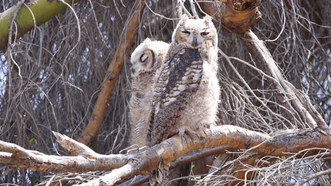 Great Horned Fledglings