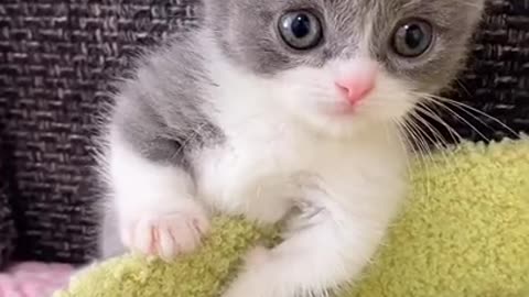 #Funny Baby Kitten Cute #Animals #Shorts #Short 05