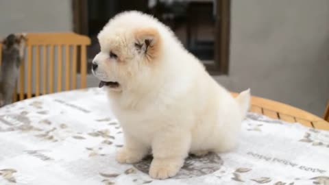 Beautiful white dog in my house