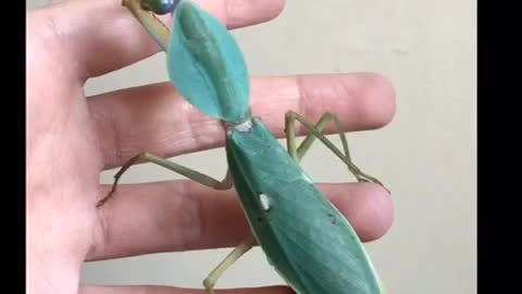 HUGE MANTIS GRABS MY HAND