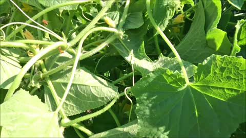 Honey bees in the Kansas Garden.