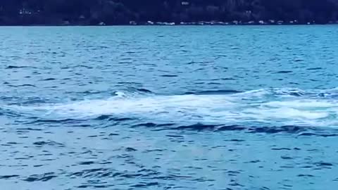 Orca Whale Breaches Near Boat