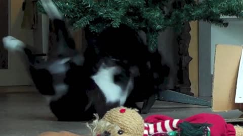 Estos gatos trepando y destruyendo árboles de Navidad nos ponen mal