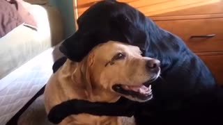 These Two Dogs Just Can't Stop Hugging Each Other