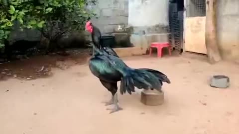 Buruma rooster