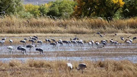 Bosque Del Apache hawk