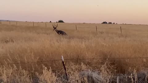 Idaho Deer Photo Bombs Video