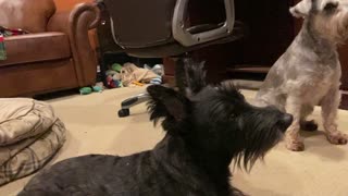 Scottish Terrier vs Peanut Butter