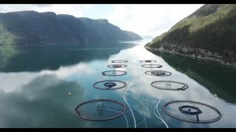 Do you know what a circle in a lake is?