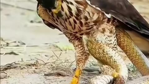 Battle Between Snake & Eagle Whoever Wins