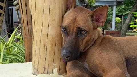 A Brown Dog Resting While Leaning on a Wooden Post