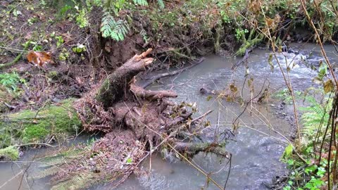 Oregon Rain Storm Destroys Pig Shelter and Downs Tree