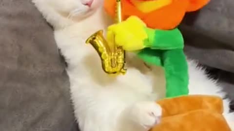 Are You Boring These Funny CATS are the best solution - Funniest Cat Videos