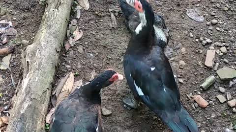 CUTE DUCK SLEEPING