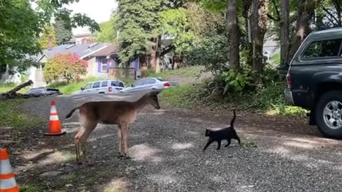 Cat Chases Visiting Deer