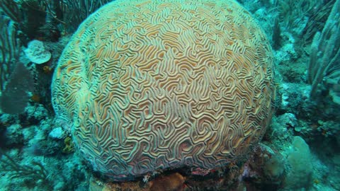 Beautiful Brain Coral in Roatan