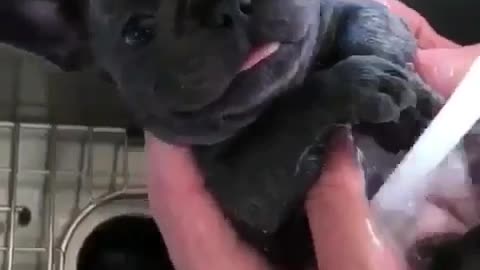 Puppy getting showered in sink