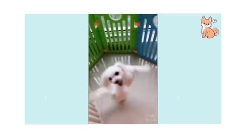 Funny Dog dancing happy