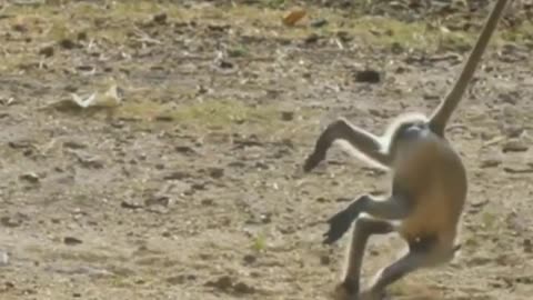 Monkey funny video.