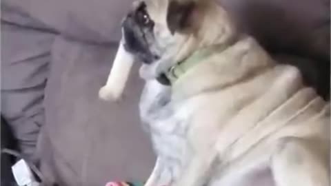 🐶Funny Dog Short Clip😂🤣Wanna laugh 😆Watch The Best Funny Dog Videos Of The Year