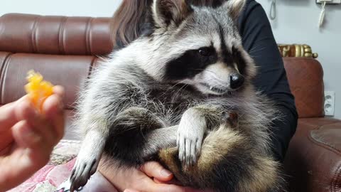 The raccoon looks exactly like Rocket Raccoon and refuses to peel the tangerine.