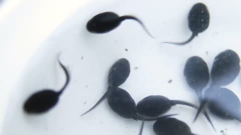 A group of young tadpoles on white background, macro shot