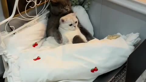 Mama Cat Takes Back Crying Kitten From Toddler