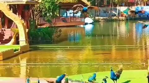 Group of beautiful flying peacocks