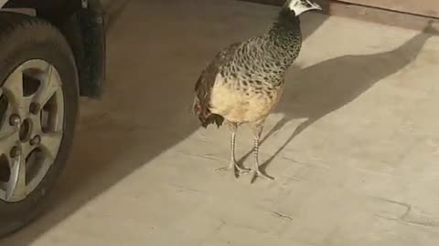 The Funny Peacock call A man | Animals | Wildearth | Peacock