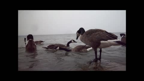 Canada Geese Canada day port dalhousie canada day 2013