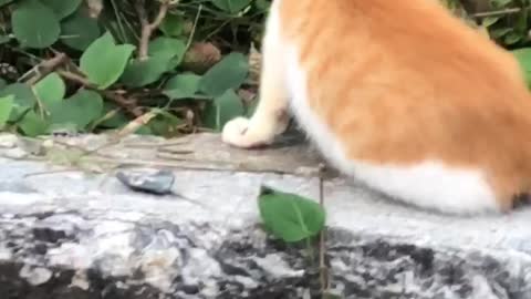 Video of a stray kitten