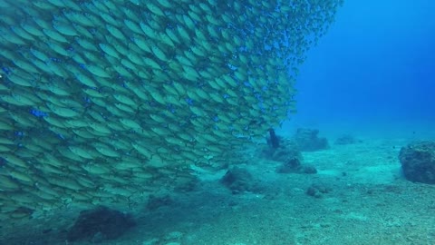 People swimming underwater near a school of fish