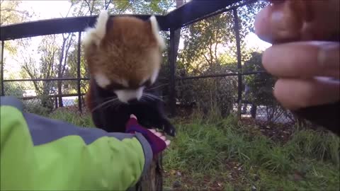 adorable red panda