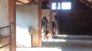 Horses are excited to get their breakfast