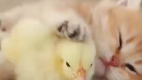 little cat play with chicks