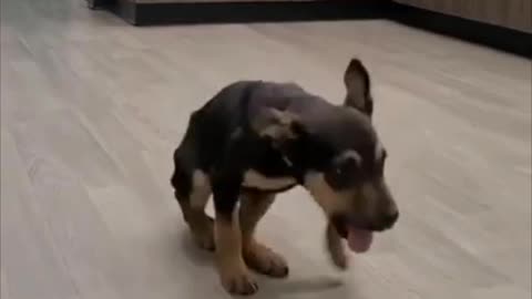 Baby Australian Kelpie Dancing