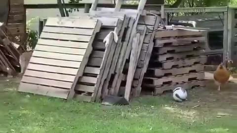 Dog & Chicken playing, amazing most watch