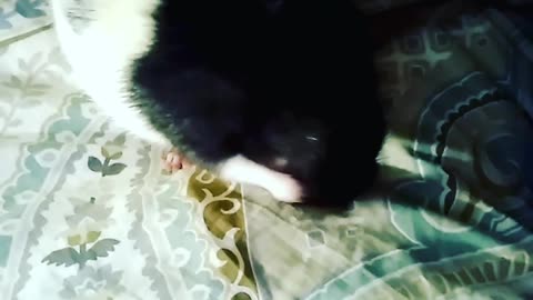 Black rat on bed bathing itself