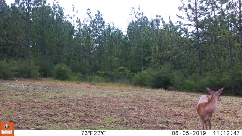 Trail Camera 7