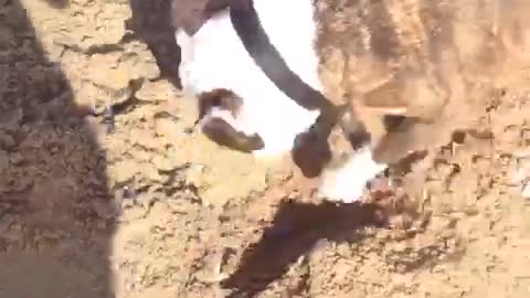 Pitbull digging for treasure bones