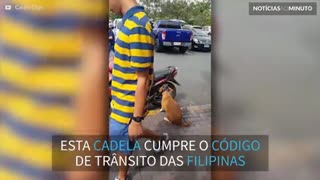 Cadela coloca capacete e pega carona em segurança