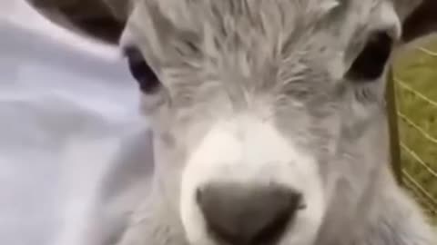 animals videos,cat video ,goat.