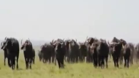 One Buffalo Vs Twenty Lions Fighting video