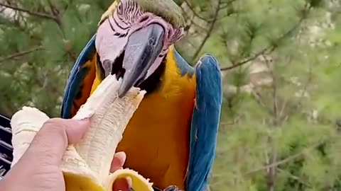 😱 Bananarama_ The Parrot Feeding Extravaganza!!!