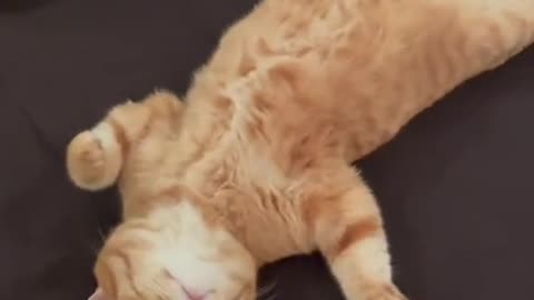 This cat knows how to relax