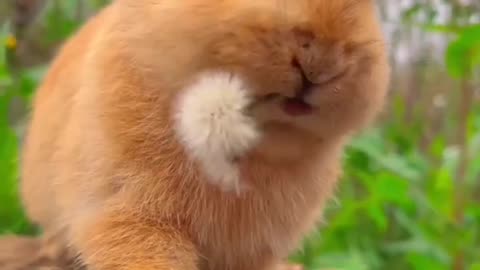 Funny Like Peter Rabbit #shorts #shortsvideo #video #viral